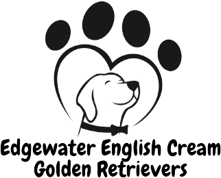 Edge_Water_English_Cream_Golden_Retrievers-removebg-preview