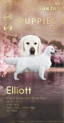 Elliott 1 261x500 1